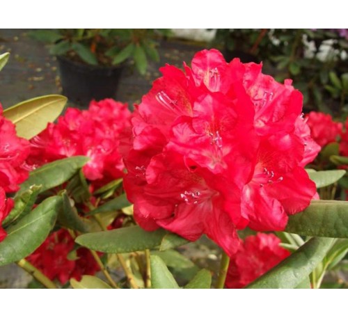 Рододендрон Бузуки (Busuki ) С2